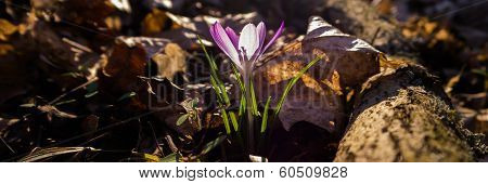 Heralds of Spring