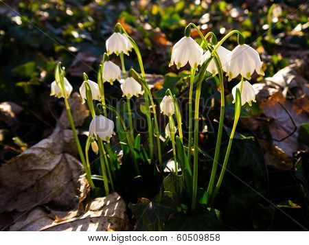 Heralds of Spring