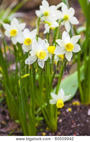 Dwarf narcissi  ??Jack Snipes is an extra early variety of narcissus.