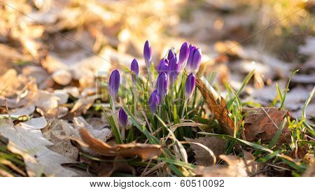 Heralds of Spring