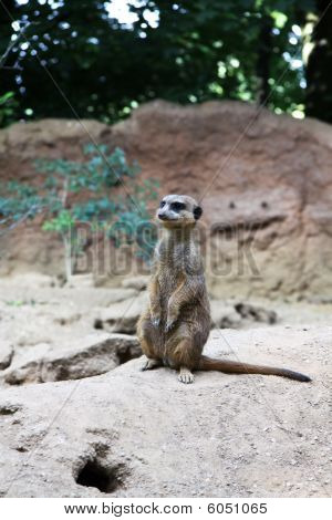 Erdmännchen