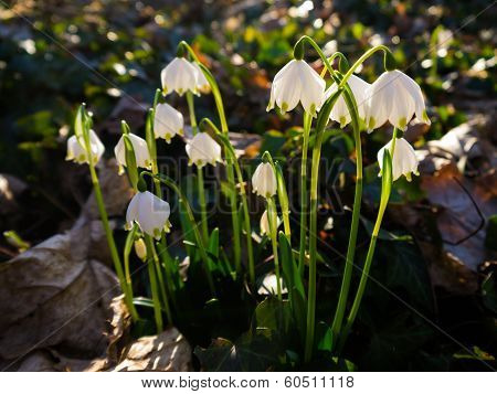 Heralds of Spring