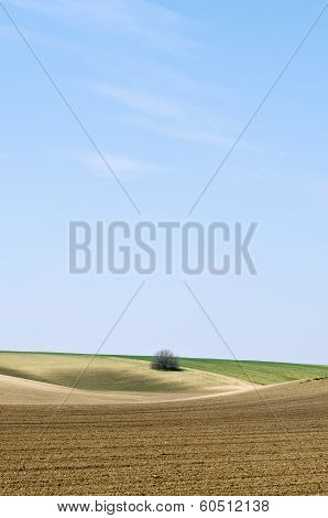 Cultivated Landscape Portrait Large Sky