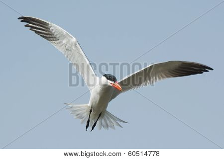 Caspian Tern In Flight