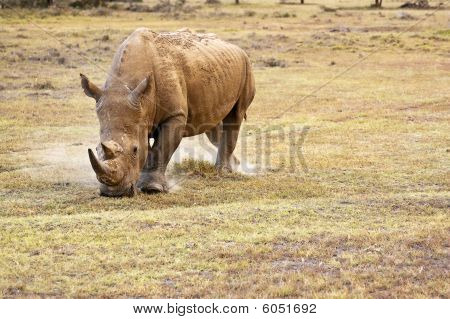 Rhinocerous mit weidenden Horn