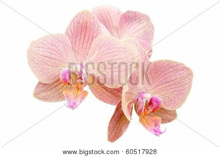 Romantic Pink Bunch Of Spring Orchids