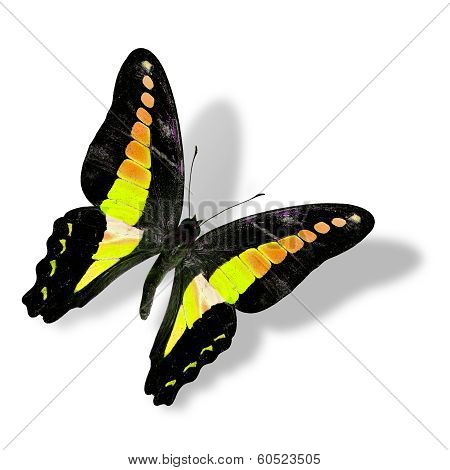 Beautiful Flying Black And Yellow Butterfly Isolated On White Background With Soft Shadow