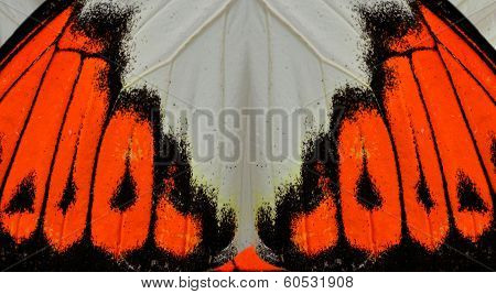 Close Up Of Great Orange Wing Butterfly's Texture