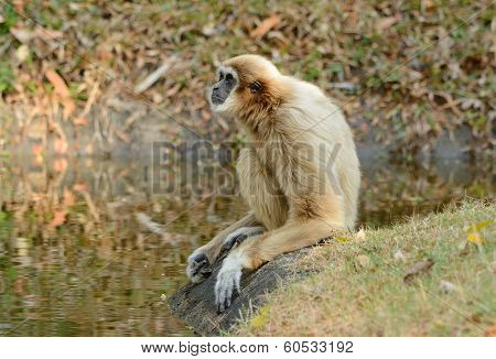 White-handed Gibbon (hylobates Lar)
