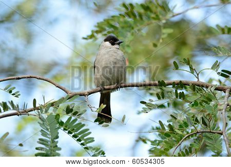 Sooty-headed Bulbul (pycnonotus Aurigaster)