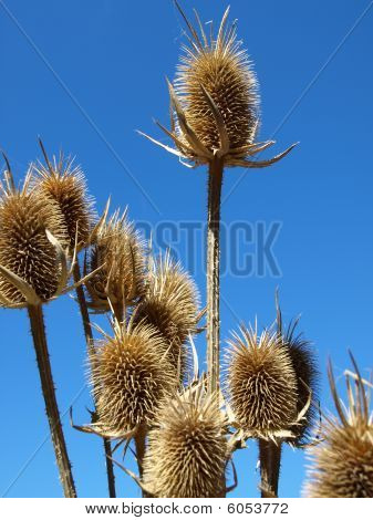 Suché kytice.