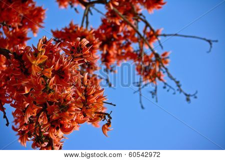 Close-up Bastard Teak Flower In Summer