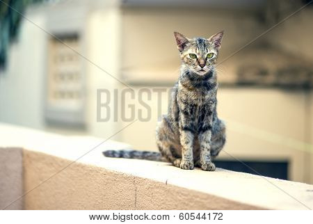 A stray cat walking on a wall