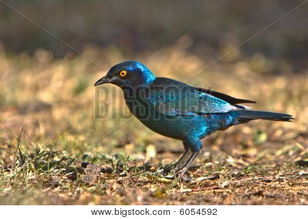 Cap Glossy Starling
