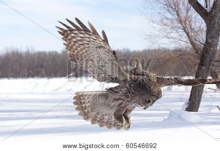 great grey owl