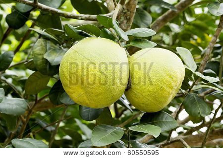Pomelo Fruit