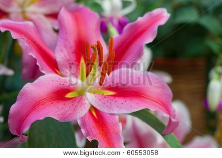 Adenium obesum (Desert Rose; Impala Lily; Mock Azalea), Floral background. Tropical flower Pink Aden