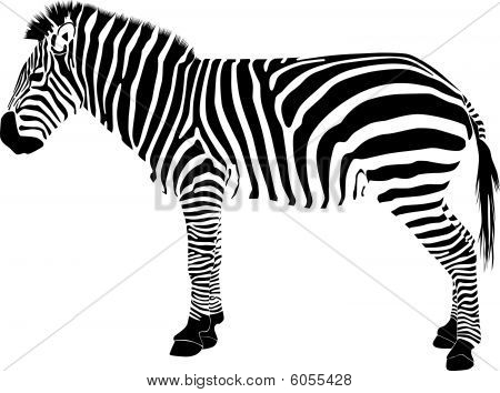 Zebra silueta vektor