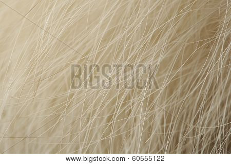 Natural Artic Fox Fur Macro