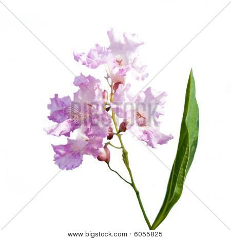 Crapemyrtle Lagerstroemia