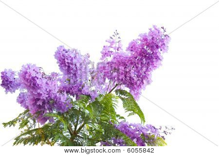 Jacarandas