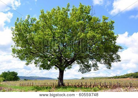 a big green tree in front of the vines