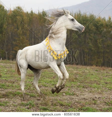 Gorgeous Arabian Stallion Prancing