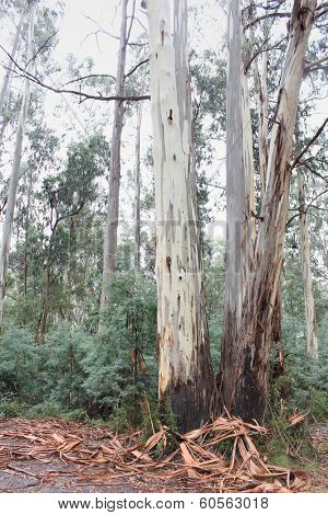 Eucalyptus Trees High Country, Victoria, Australia