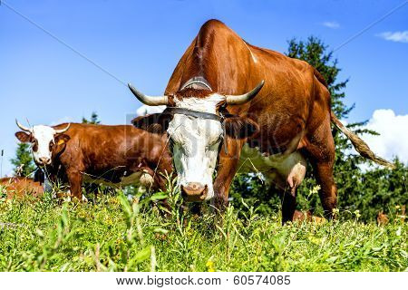 Alpine Cows