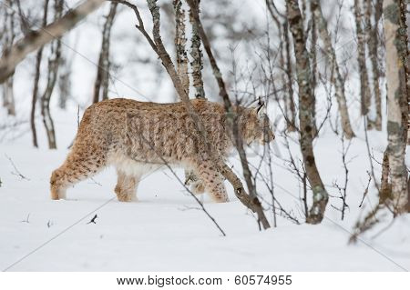 Lynx sneaks in the winter forest