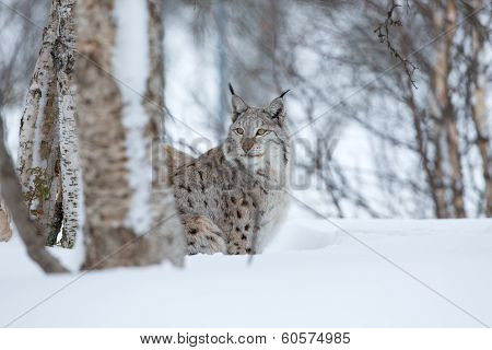 Lynx sneaks in the winter forest