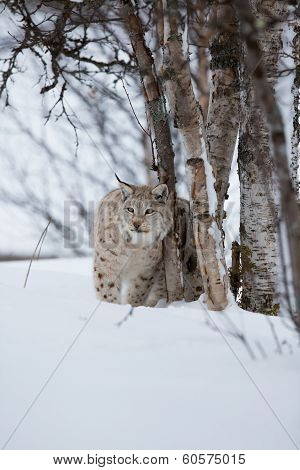 Lynx in the winter forest