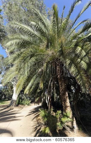 Canary Island Date Palm