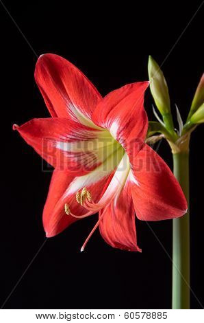 Red Amarilis Flower