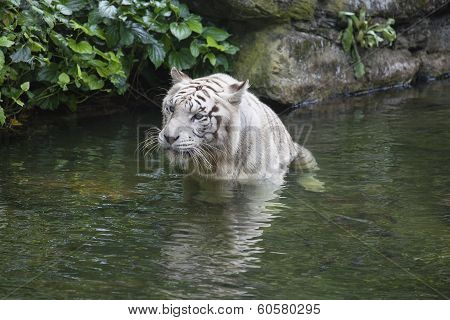 White Bengal Tiger Wading In Water