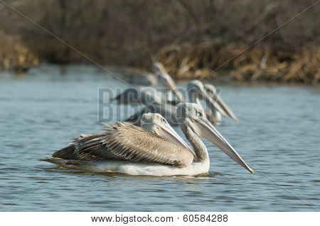 Group Of Pink-backed Pelicans Floating In The Mangroves