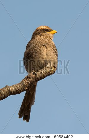Yellow-billed Shrike Looking Puffy