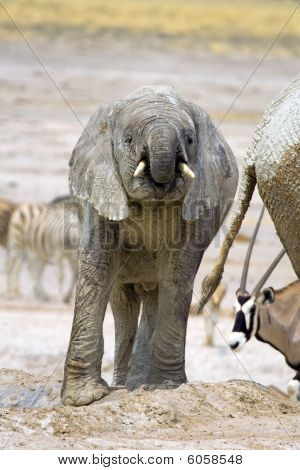 Nebrownii Waterhole