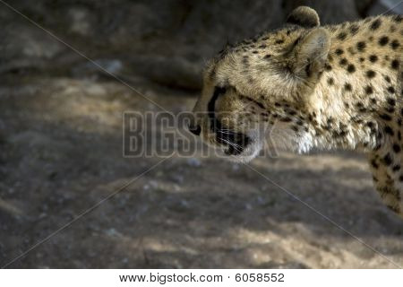 Otjitotongwe, Cheetah Lodge