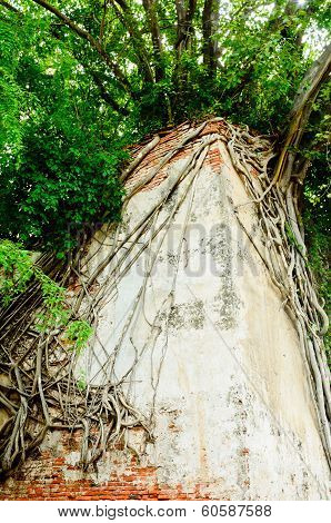 Banyan Tree