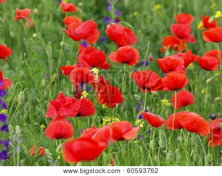 Summer wildflowers