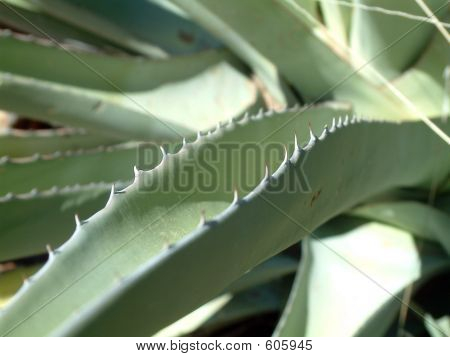 Yucca