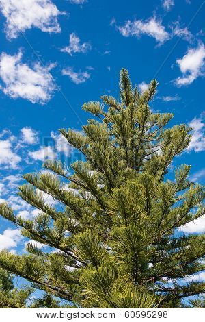 Trees and blue sky