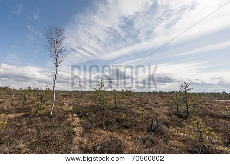 Swamp View With Trees And Boardwalk