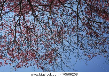 Pink blossom