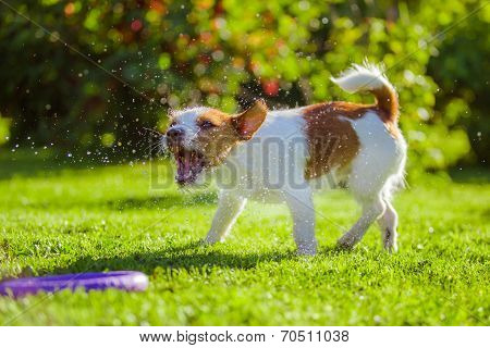 dog drinks water, spray