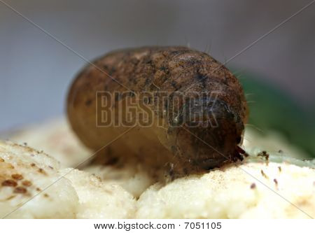 Makrofoto braun Raupe