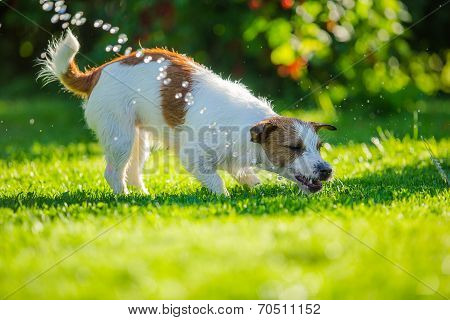 dog drinks water, spray