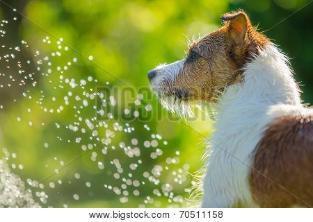 dog drinks water, spray