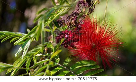 Flowers and plants